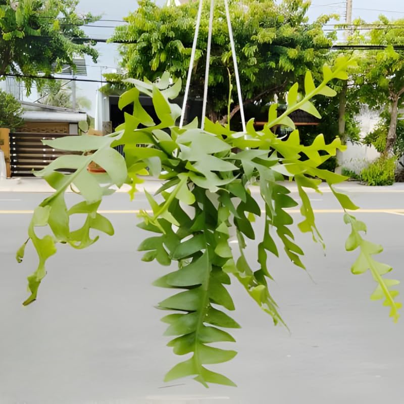 RIC Rac Cactus Live Plant in 4" Inch Pot | Low-Maintenance Indoor Cactus for Shelves and Hanging Displays | Beautiful Gift for Plant Lovers