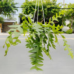 RIC Rac Cactus Live Plant in 4" Inch Pot | Low-Maintenance Indoor Cactus for Shelves and Hanging Displays | Beautiful Gift for Plant Lovers