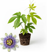 Purple Passion Flower Vine Plant | Live Passiflora Starter Plant | 4 to 8 Inch Tall | Well-Rooted for Home & Garden