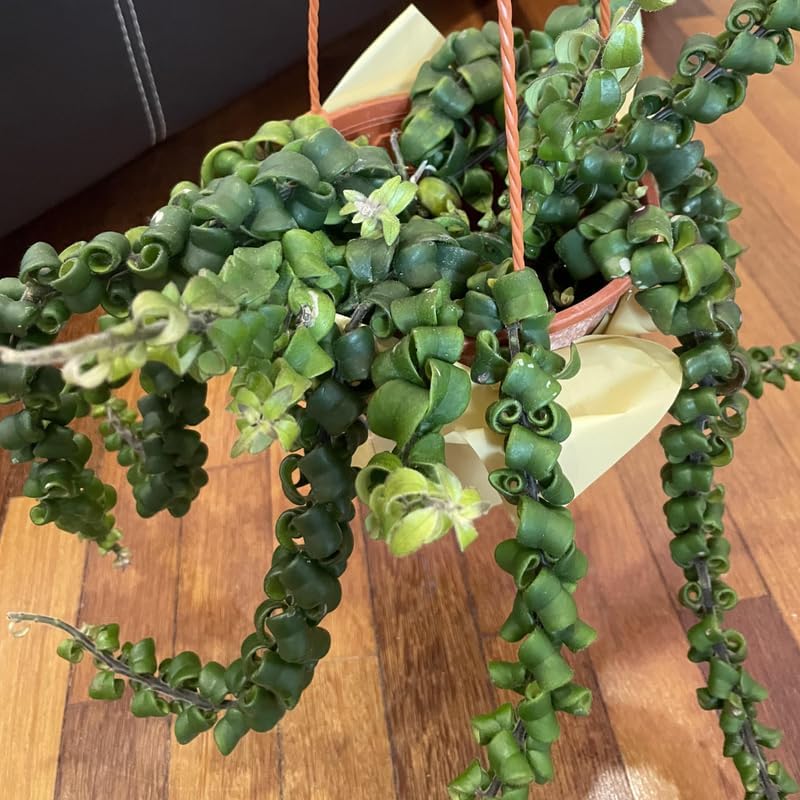 Twister Lipstick Plant for Planting | 4 inch Tall Potted Curly Lipstick Plant Live Houseplants | Easy-Care Indoor Plant with Unique Twisting Foliage
