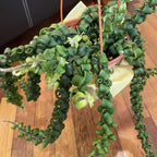 Twister Lipstick Plant for Planting | 4 inch Tall Potted Curly Lipstick Plant Live Houseplants | Easy-Care Indoor Plant with Unique Twisting Foliage