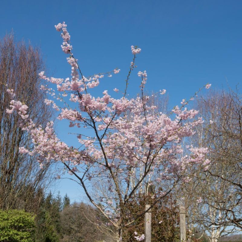 2 Autumnalis Cherry Live Bare Root Seedlings | 8-12" Rooted Cuttings | Cold-Hardy Prunus Subhirtella Flowering Trees & Well-Rooted
