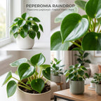 Peperomia Raindrop Houseplant, 4 Inch Pot, Vigorous Houseplant with Thick Glossy Foliage for Living Rooms & Shelves, Easy to Care Pet-Friendly Decor