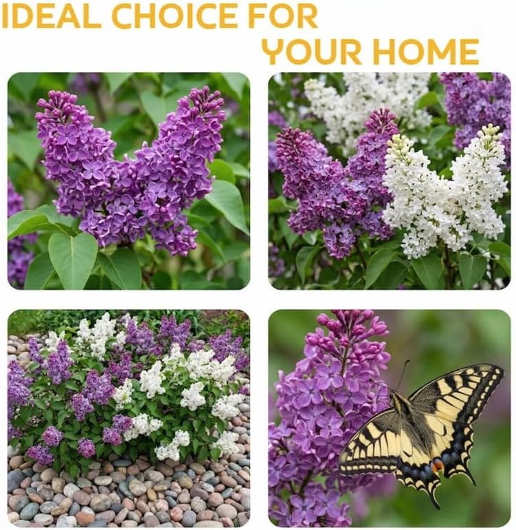 Purple Lilac Bush Live Plant in Medium Pot, 8-12" Tall Fast Growing Lilac Plants Live, Easy Care, Fragrant Flowering Shrubs, Perfect for Gardens & Landscaping