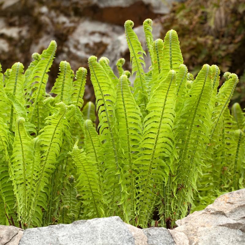 10 Ostrich Ferns Live Plants Outdoor, Well-Rooted Rhizome Starters, Cold-Hardy Shade Plant for Home Landscapes and Large Pots