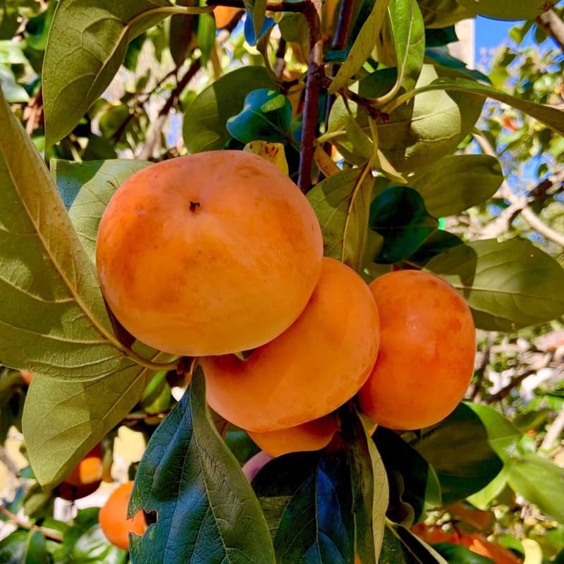 2 American Persimmon Live Tree – 12 to 24 Inch Tall Potted | Native Fruit Tree with Sweet Autumn Persimmons | Hardy, Long-Lived Tree for Outdoor Garden | No Ship to CA