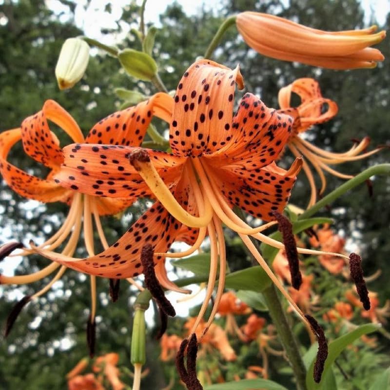 3 Tiger Lily Bulbs for Planting Outdoors, Spotted Petal Variety, Well-Rooted Plant Starters for Large Pots and Backyard Landscapes