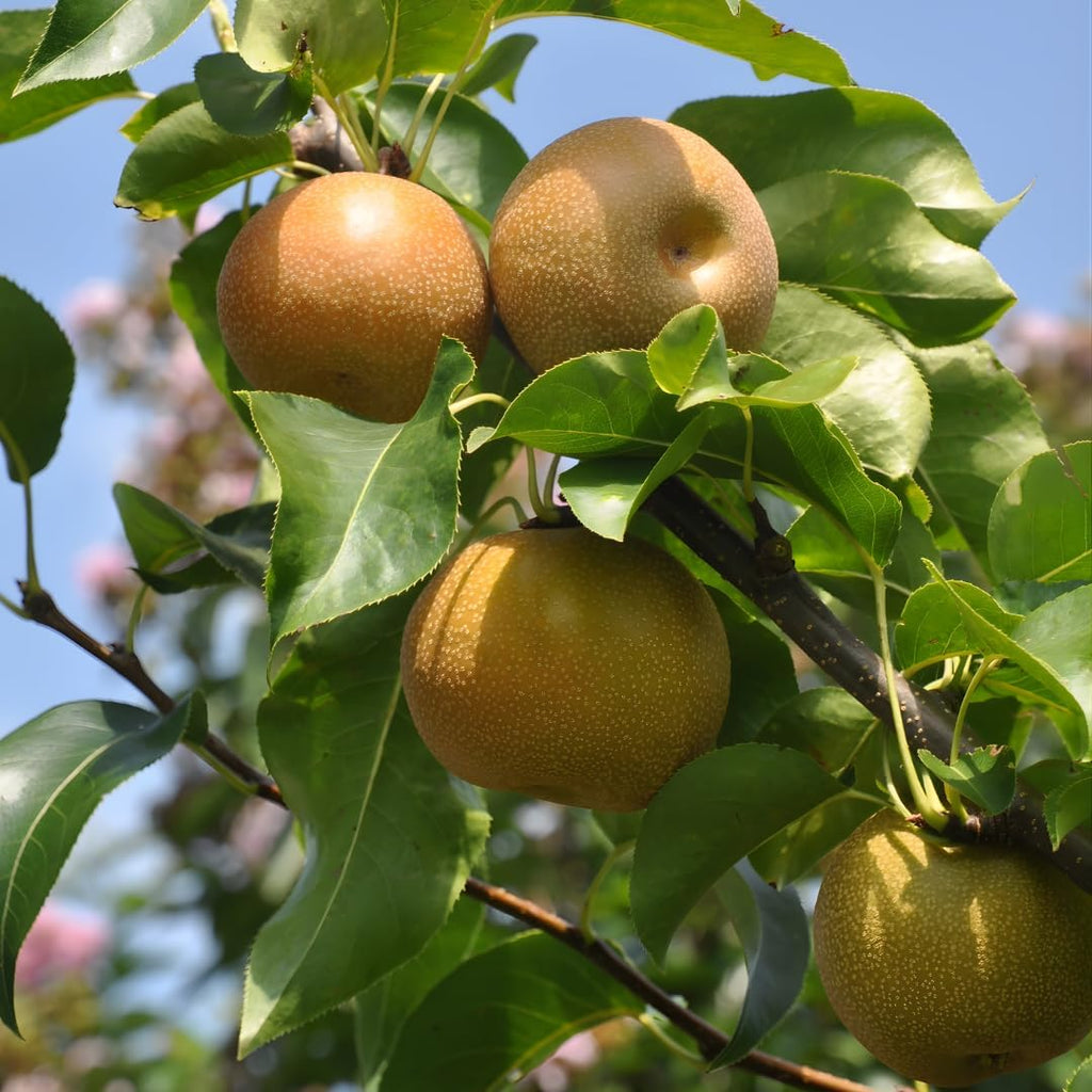 Hosui Asian Pear Trees Live Plants| 2.5–3 Ft Live Potted Tree | Sweet Juicy Fruit Tree for Indoor & Outdoor Spaces | No Ship to CA,HI,AK