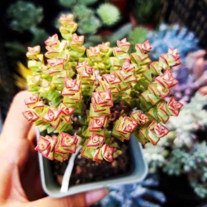 Rare Baby’s Necklace Succulent Live Plant in 4" Inch Pot | Crassula rupestris with Stacked Leaves | Low-Maintenance Indoor Plant