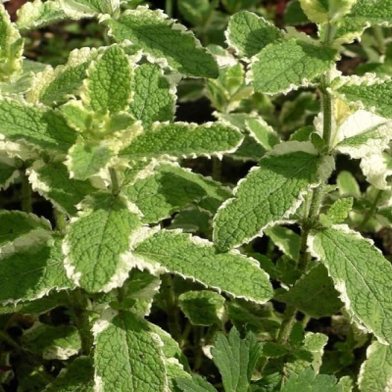 Chocolate Mint Plants Live Outdoor and Garden, Mint Plants Live in 3-Inch Pot, Cold-Hardy Mint Herb for Patios, Containers, and Ground Cover