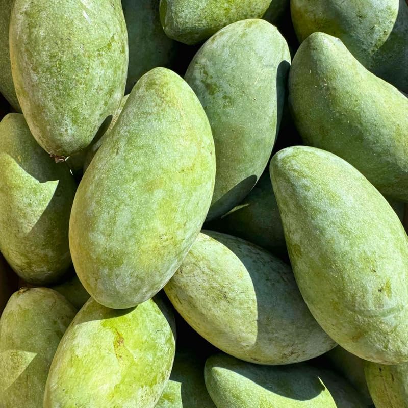 Keo Savoy Mango Trees Live Plants 2.5–3 Ft | Rich Sweet Mango Variety | Tropical Fruit Tree for Outdoor Growing | No Ship to CA, HI, AK