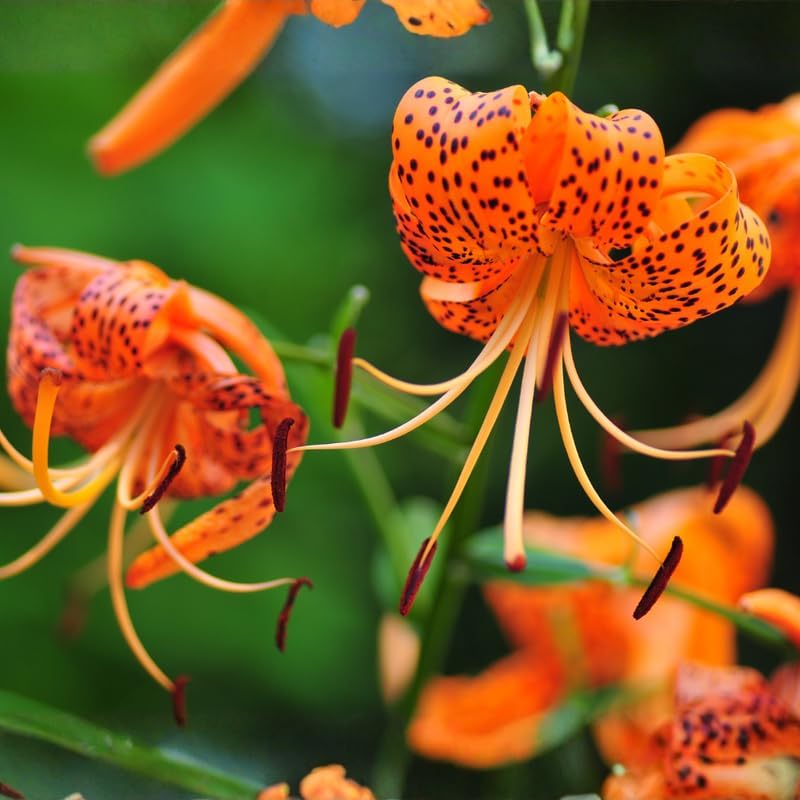3 Tiger Lily Bulbs for Planting Outdoors, Spotted Petal Variety, Well-Rooted Plant Starters for Large Pots and Backyard Landscapes