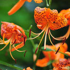 3 Tiger Lily Bulbs for Planting Outdoors, Spotted Petal Variety, Well-Rooted Plant Starters for Large Pots and Backyard Landscapes