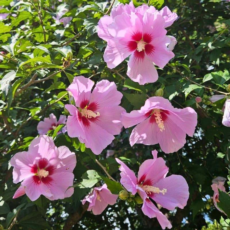 2 Purple Althea Live Plants (Rose of Sharon) | 12–18 Inch Tall Flowering Trees | Hardy Hibiscus Shrubs for Outdoor Planting, Landscaping & Garden Beds