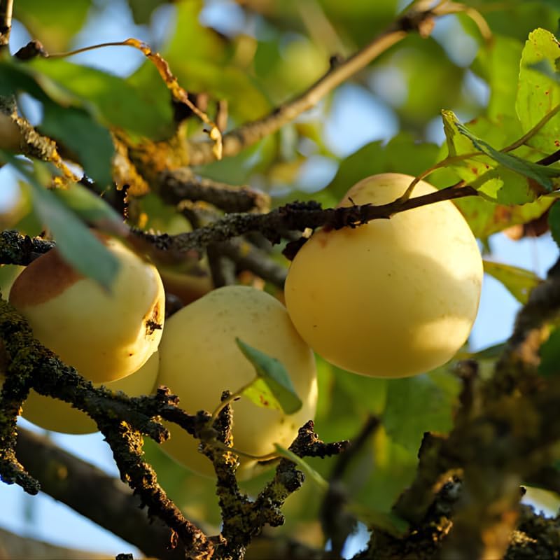 (No Ship to CA,HI,AK) Golden Delicious Apple Tree, Malus Domestica Starter, 5 Gal Pot, Cold-Hardy Edible Yellow Apple Tree for Large Pots and Home Gardens