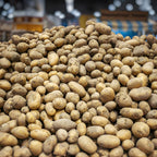 4 Lbs Russet Potato Seeds for Planting Outdoors, Heirloom Seed Potatoes, Non GMO Vegetable Seeds