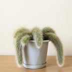 Monkey Tail Cactus Live Plant – 10-15 Inch Hanging Succulent, Rare Live Succulents for Indoor & Outdoor Decoration, Unique Hanging Plant Gift