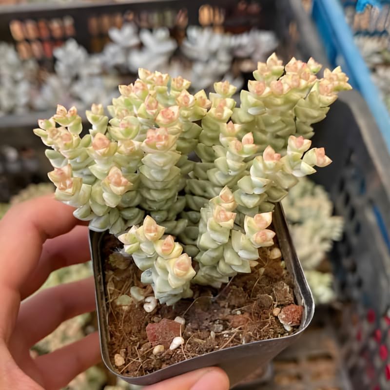 String of Buttons Plant Live | Crassula Perforata Succulent |Live Trailing Succulent in 2 Inch Pot | Rooted Indoor Houseplant for Home or Office Displays