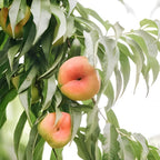 Large Donut Peach Fruit Tree Live Plant | 30-36 Inches Tall in 3 Gallon Pot | Sweet Yellow Red Peaches | Low Chill Nectarine Tree Seedling for Home Growers | No Ship to CA,HI,AK
