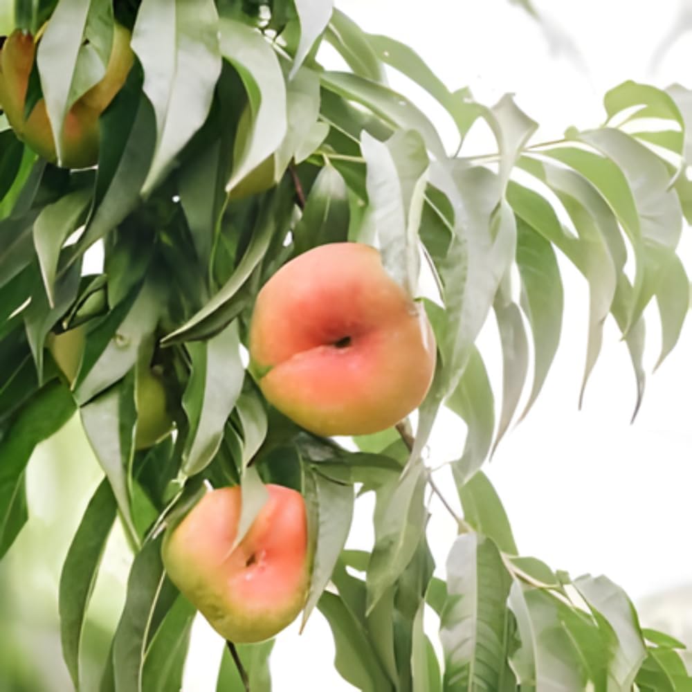 Large Donut Peach Fruit Tree Live Plant | 30-36 Inches Tall in 3 Gallon Pot | Sweet Yellow Red Peaches | Low Chill Nectarine Tree Seedling for Home Growers | No Ship to CA,HI,AK