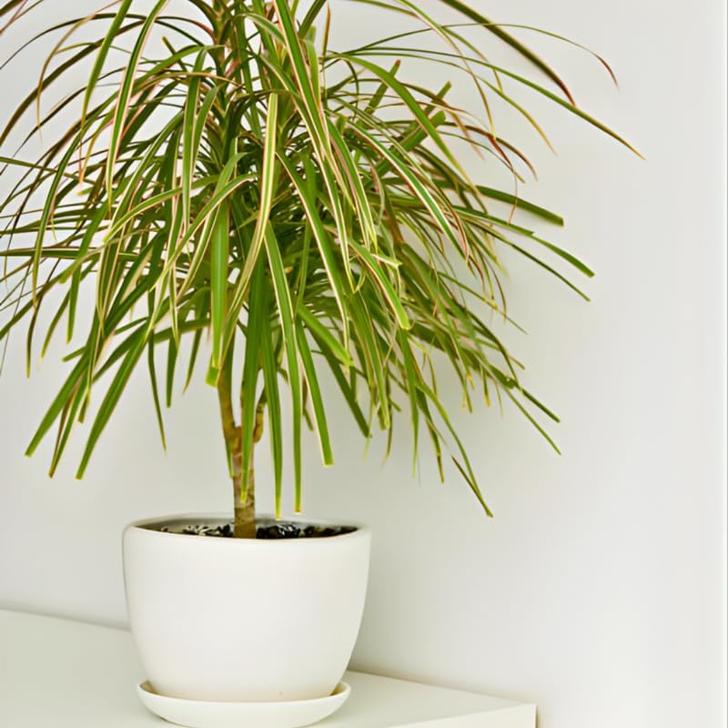 Dracaena Marginata Live Plant, Dragon Tree in 6 Inch Pot, Low-Maintenance Houseplants Live, Ideal Indoor Accent for Home & Office, Unique Gift for Plant Lovers