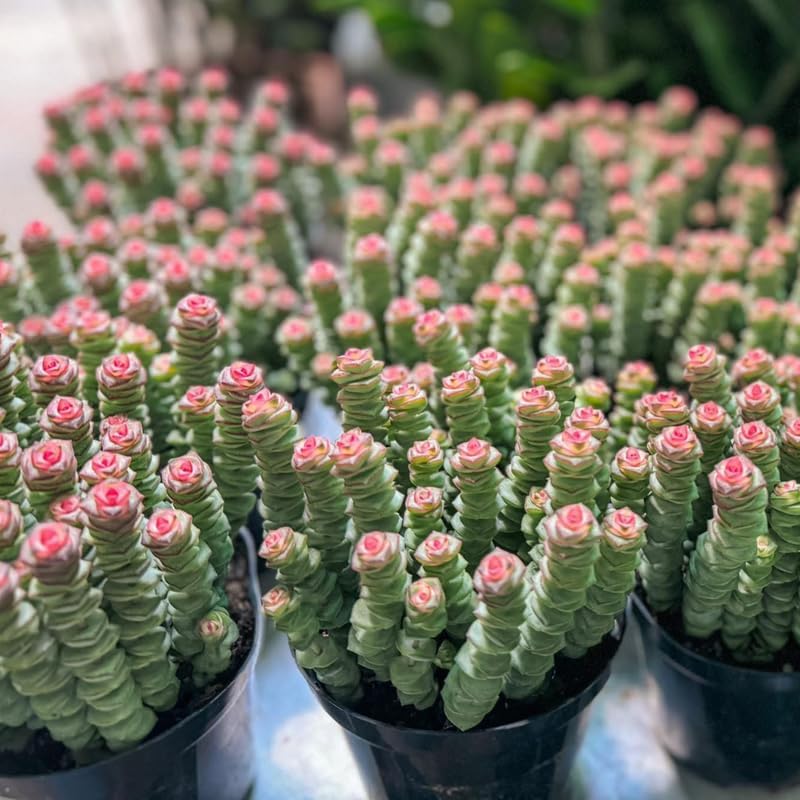 Live Crassula Baby Necklace Trailing Succulent in 2” Inch Pot | Fully Rooted Trailing Plant | Ideal for DIY Projects, Gifts & Home Décor