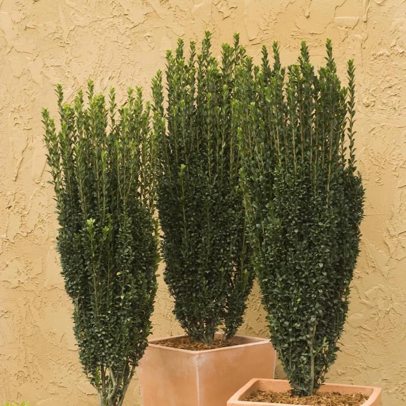 2 Sky Pencil Holly Live Plant in 2.5-Inch Pot | Established Ilex Crenata Upright Evergreen Shrub | Vertical Privacy Screen for Patios and Gardens