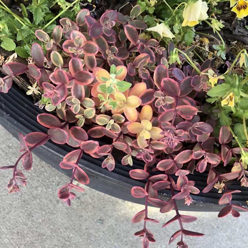 Large Pink Calico Kitten Succulent Live in 6 Inch Pot | Full Pink-Variegated Trailing Crassula | Ideal for Sunlit Corners, Living Rooms, and Patio Styling