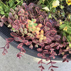 Large Pink Calico Kitten Succulent Live in 6 Inch Pot | Full Pink-Variegated Trailing Crassula | Ideal for Sunlit Corners, Living Rooms, and Patio Styling