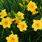 10 Stella de Oro Daylily Roots, Reblooming Yellow Perennial Roots for Garden Borders, Cold-Hardy Miniature Golden Daylily