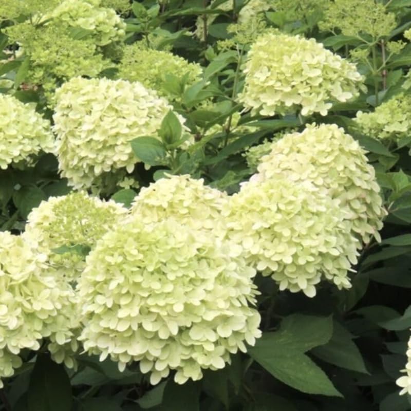Limelight Hydrangea Shrub Live Plant | 1 Quart Pot | Low Maintenance Flowering Deciduous Tree Alternative | Robust Established Plant for Landscapes