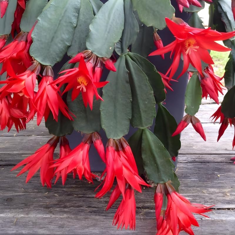 Red Easter Cactus Live Plants | Houseplant Succulent Cactus Flower Plant 3 Inch Tall | Blooming Holiday Cactus | Easy Care Easter Cactus Plants Live for Indoor Home Décor