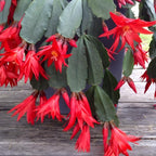 Red Easter Cactus Live Plants | Houseplant Succulent Cactus Flower Plant 3 Inch Tall | Blooming Holiday Cactus | Easy Care Easter Cactus Plants Live for Indoor Home Décor