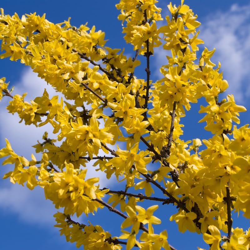 2 Lynwood Gold Forsythia Live Plant – 10 to 12 Inch Tall | Hardy Outdoor Flowering Shrub | Vibrant Yellow Spring Blooms | Fast-Growing Ornamental Hedge or Border Plant