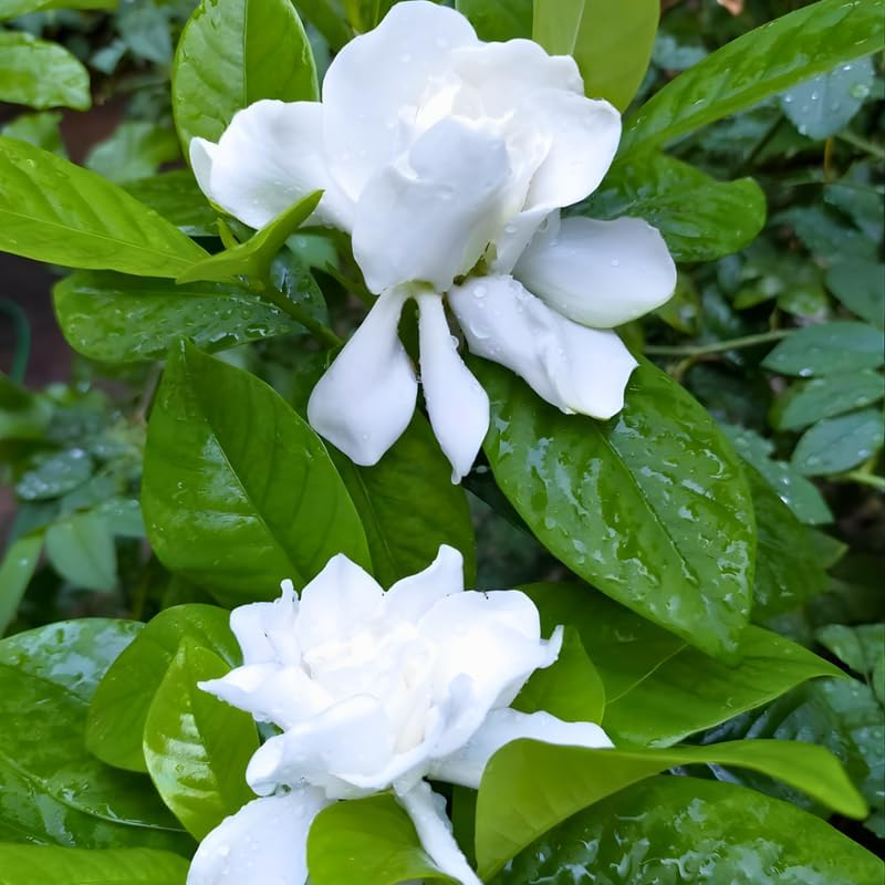 Frostproof Gardenia Jasmine Plant Indoor Live in 4 Inch Pot | Cold Hardy White-Blooming Jasmine | Easy to Grow Live Jasmine Plant for Indoor & Patio Décor