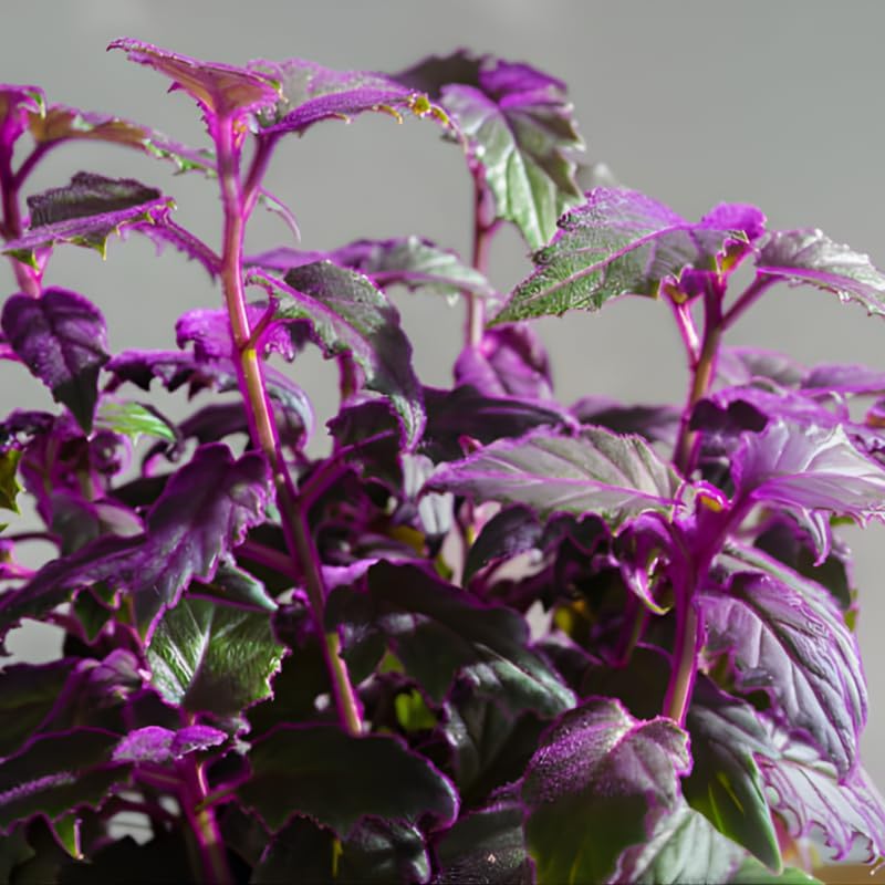Purple Passion Plant Live - Gynura, 4-8 Inch Tall, 2-Pack Rooted Starters, Easy to Grow Indoor Houseplant for Home & Office, Vibrant Purple Velvet Foliage