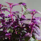 Purple Passion Plant Live - Gynura, 4-8 Inch Tall, 2-Pack Rooted Starters, Easy to Grow Indoor Houseplant for Home & Office, Vibrant Purple Velvet Foliage