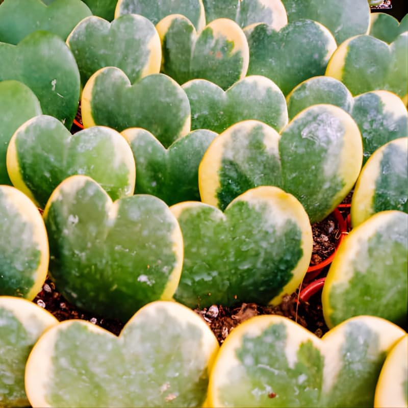 Variegated Hoya Kerrii Plant Live, 2" Pot, Easy Care Indoor Greenery, Two-Tone Heart Foliage for Home Decor and Small Spaces