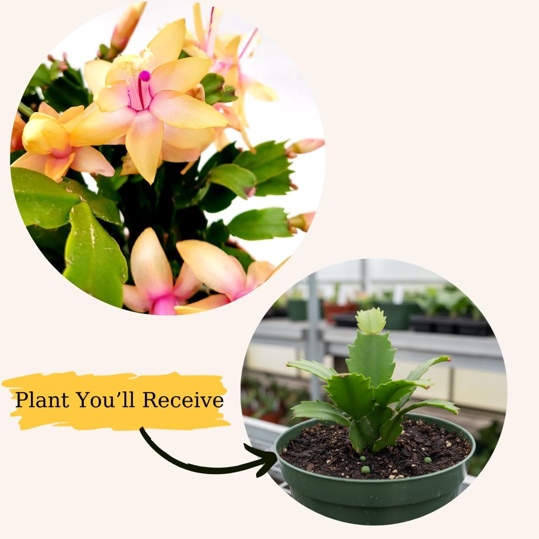 Yellow Christmas Cactus Plant Live | 3 to 4 Inch Tall Indoor Decorative Plant for Home & Office | Christmas Plants Live Houseplants
