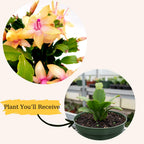 Purple Christmas Cactus Plant Live | 3 to 4 Inch Tall Indoor Decorative Plant for Home & Office | Live Christmas Cactus Plants Houseplants | Christmas Hanging Baskets for Outdoors