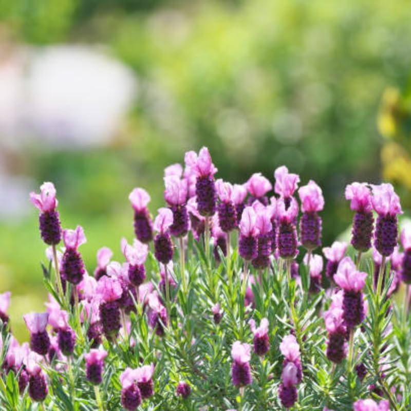 2 Spanish Lavender Plant Live Outdoor, 3" Potted, Drought Tolerant Evergreen Perennial, Established Root System Bloom, Low Maintenance Garden Plant