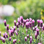 2 Spanish Lavender Plant Live Outdoor, 3" Potted, Drought Tolerant Evergreen Perennial, Established Root System Bloom, Low Maintenance Garden Plant