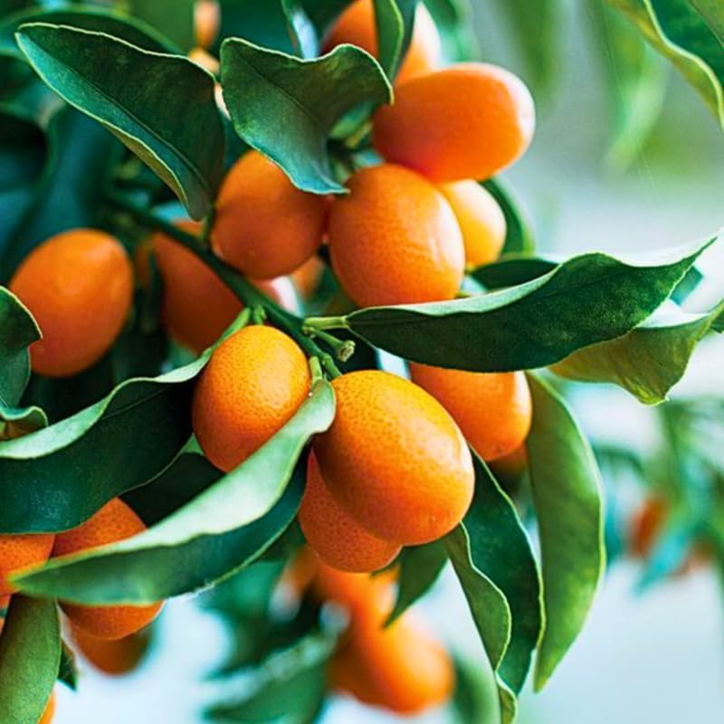 Live Meiwa Kumquat Tree 3 Ft Tall | Productive Sweet Citrus Fruit Tree | Fresh Kumquats for Planting | Ideal for Backyard & Patio Containers