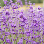 3 English Lavender Lavandula Angustifolia Plants, 3-Inch Pot, Compact Aromatic Perennial for Modern Landscape and Container Gardening
