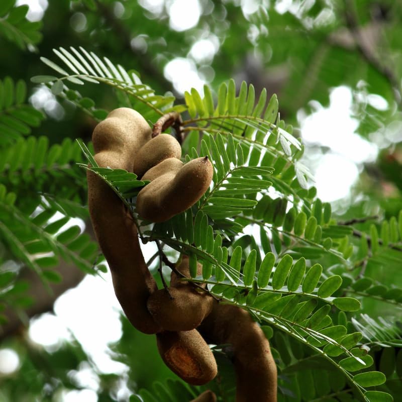 No Ship to CA, HI, AK, Sour Tamarind Tree Live Plant, 2-3 Foot Tall Potted Plant, 3 Gallon Size, Easy Care Tropical Greenery, Fruit Tree for Home Landscapes