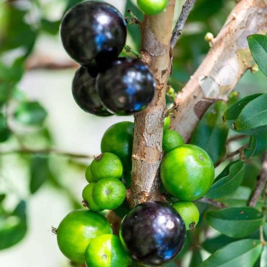 Jaboticaba Tree Live Plant | Jabuticaba Plant for Planting | 2.5–3 Ft Live Potted Tropical Fruit | Compact Sweet Berry Tree for Gardens Balconies & Yards | No Ship to CA,HI,AK