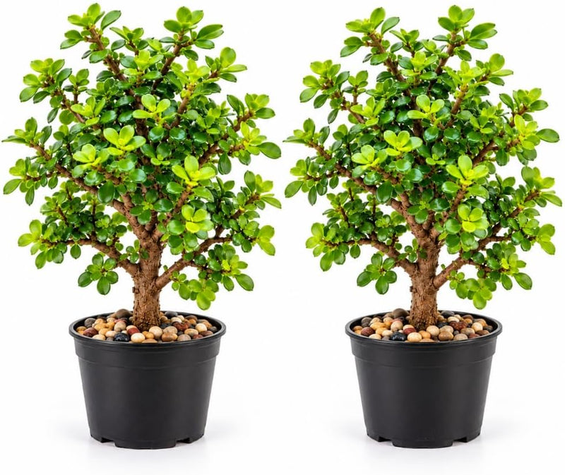 2 Dwarf Jade Plant Live, Portulacaria Afra Bonsai Tree, 8-12" Tall, 4" Pot