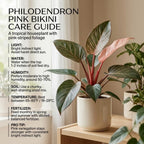 Philodendron Pink Princess Plant, 4" Pot, High-Vigor Low Maintenance Houseplant for Desks, Striking Pink Variegation & Green Foliage