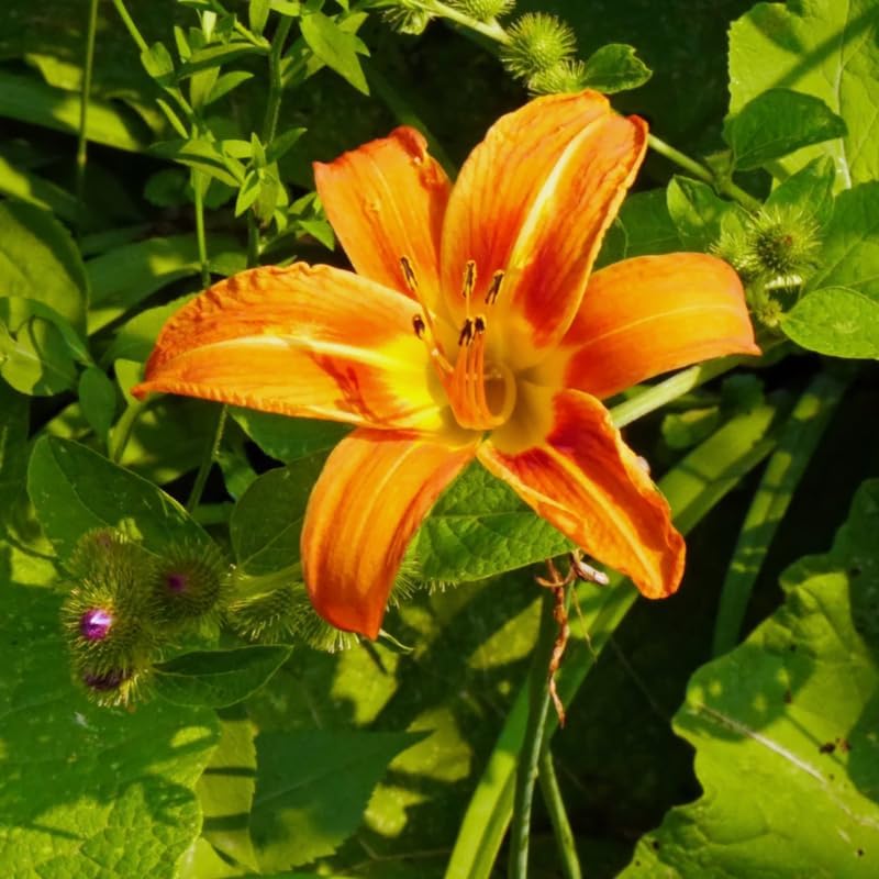 10 Wild Daylily Plants Live Roots, Fast Growing, Hardy Perennial Flowers, Ideal for Border Gardens, Beds & Outdoor Landscaping