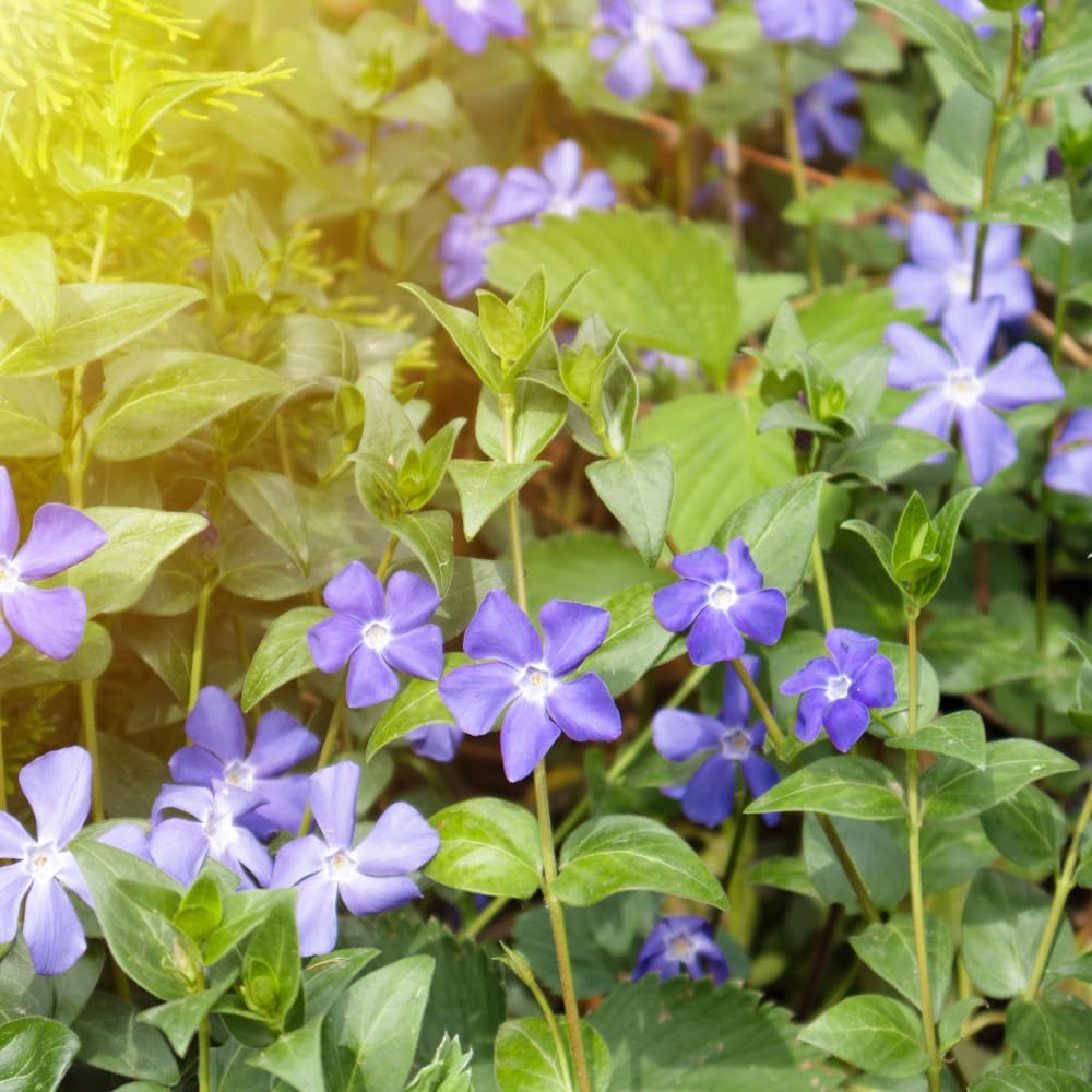 Vinca Plants - Vinca Minor, 4 Inch Size, Low Maintenance Evergreen Vine for Erosion Control and Shady Borders